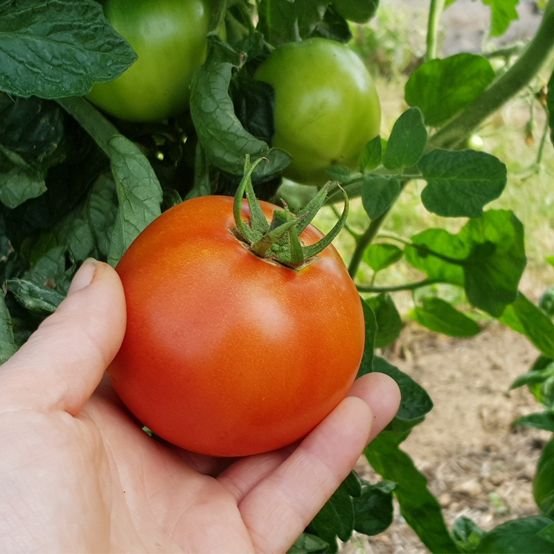 Organic gardening in the kitchen garden. Picking Tomatoes